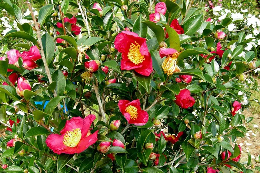 What Makes the Red Camellia a Timeless Symbol of Beauty and Elegance?
