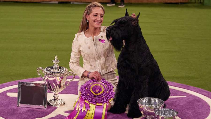 A giant schnauzer named Monty has won the top prize at the Westminster Kennel Club